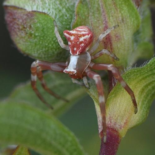 Réf. 228 664 : Thomisus onustus